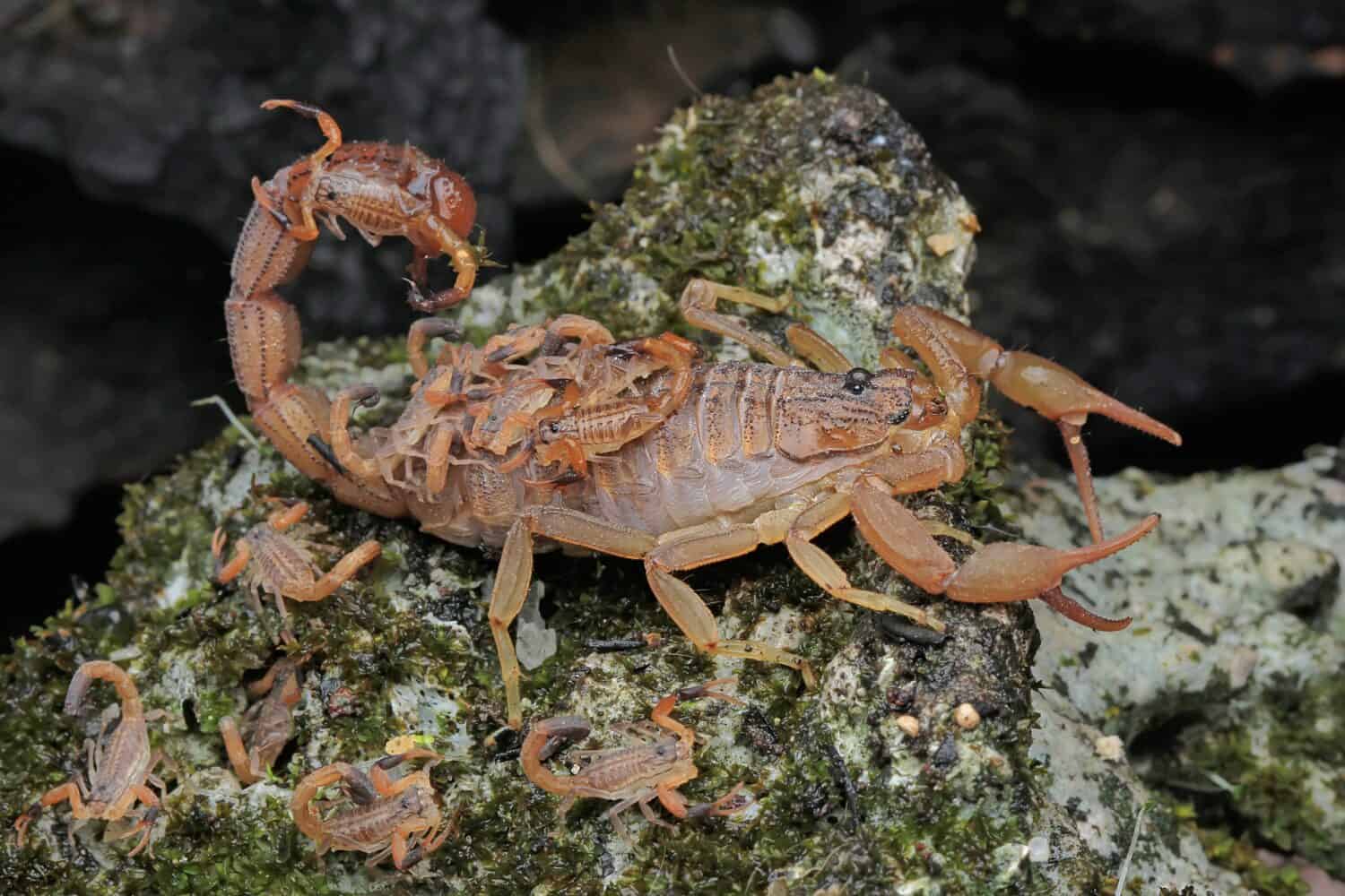 A scorpion mother is holding her babies to protect them from predator attacks. This venomous animal has the scientific name Hottentotta hottentotta.