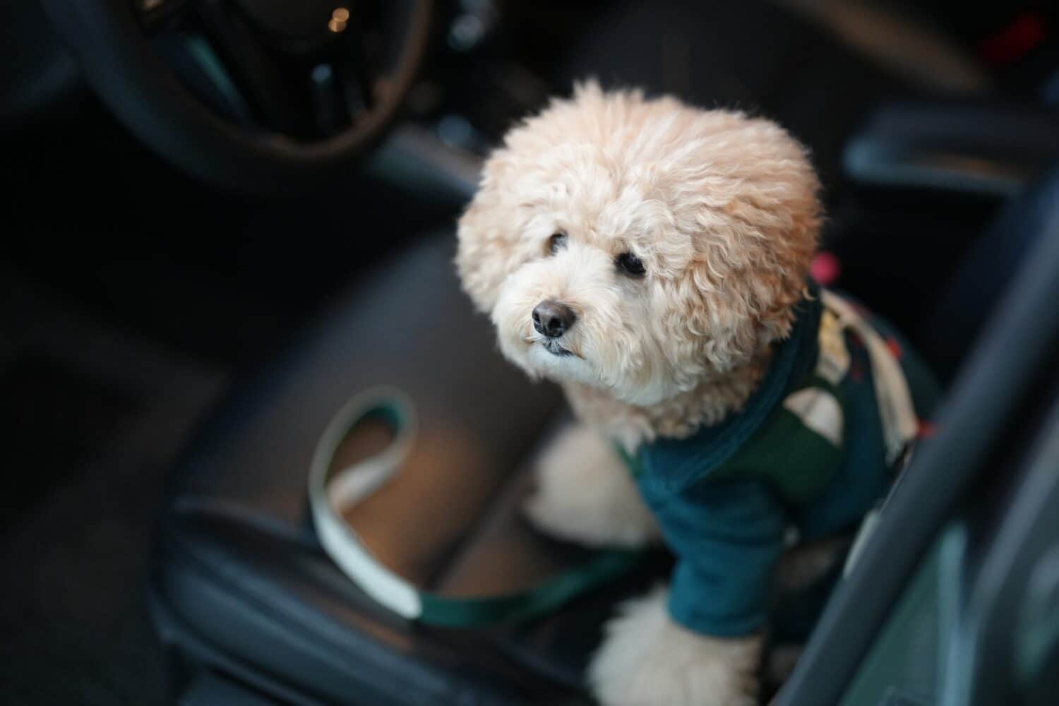 Little cream poodle in the car. a pet in a car. a dog as cute as a toy