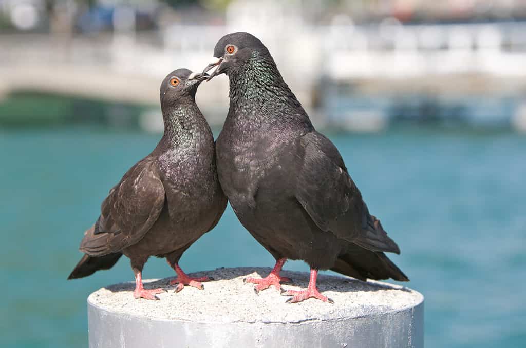 Pigeons in love