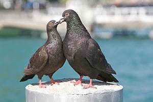 Male vs Female Pigeons: 3 Key Differences Picture