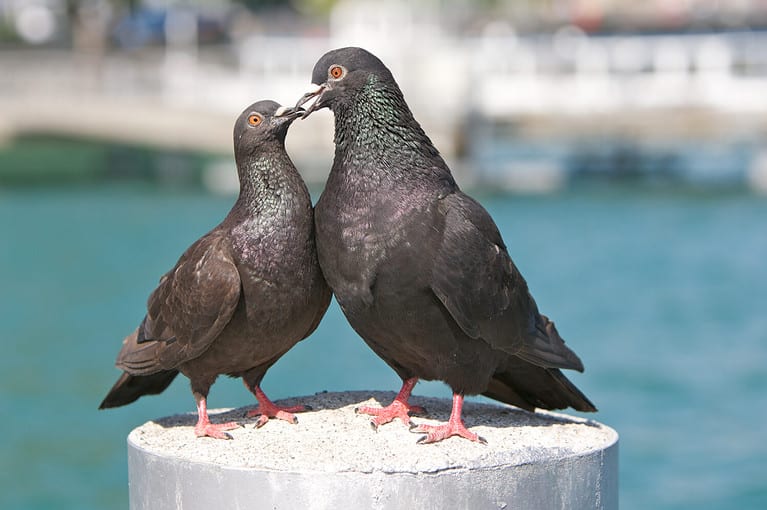 Pigeons in love