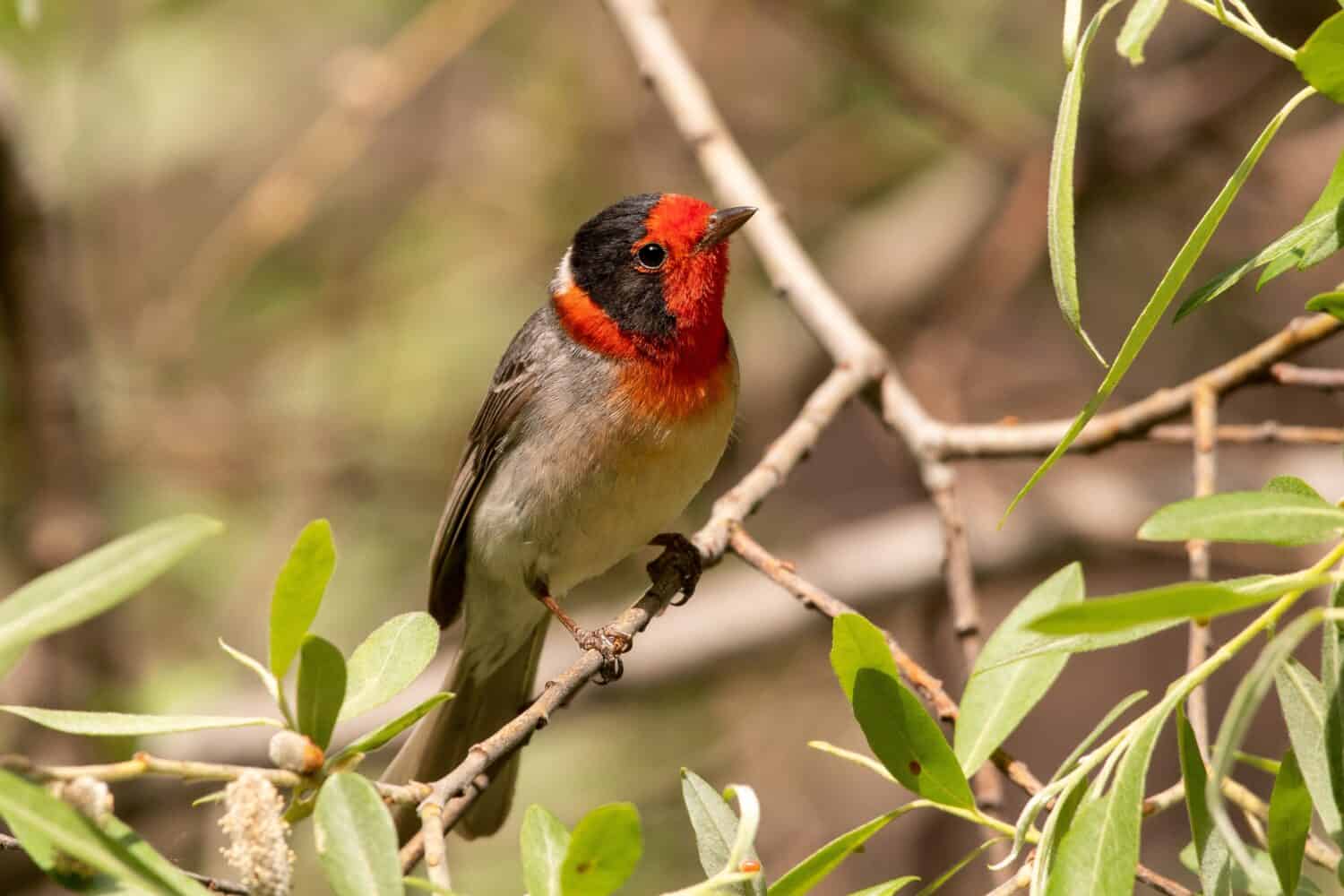 Red-faced warbler sitting on a perch