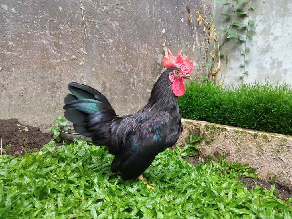 Beautiful Black Japanese Bantam Chicken