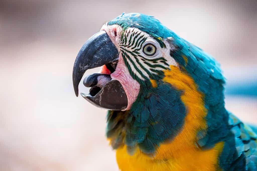 The blue-throated macaw (Ara glaucogularis; previously Ara caninde) is a macaw endemic to a small area of north-central Bolivia. This species was designated by law as a natural patrimony of Bolivia.