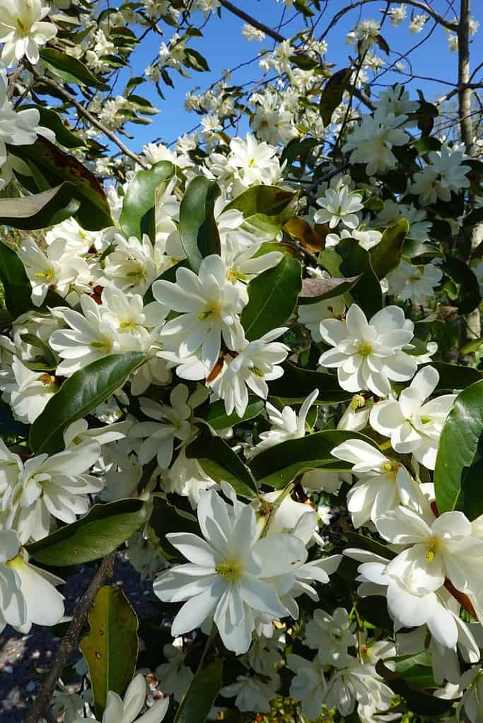 The Sweet Bay Magnolia is a fast-growing, long-living tree. It has an upright growth habit and can reach heights of around 35 feet.