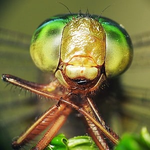 Meet the Insects With Eyes That Cover Their Entire Head Who Pre-date the Dinosaurs Picture