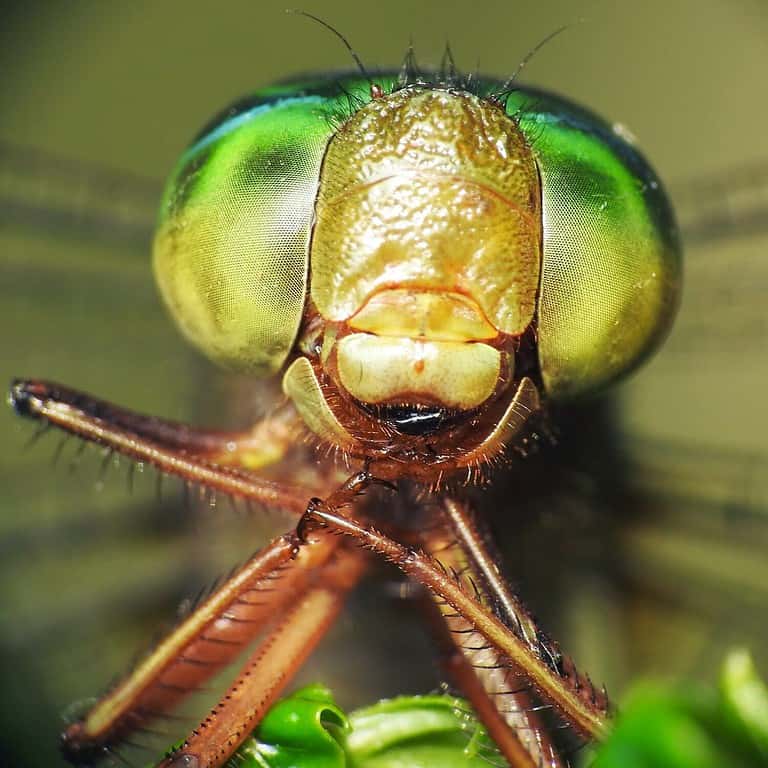 Dragonfly pose smiling. Do they have a mouth structure like that, yes smile sweetly and pose when photographed. Amazing.