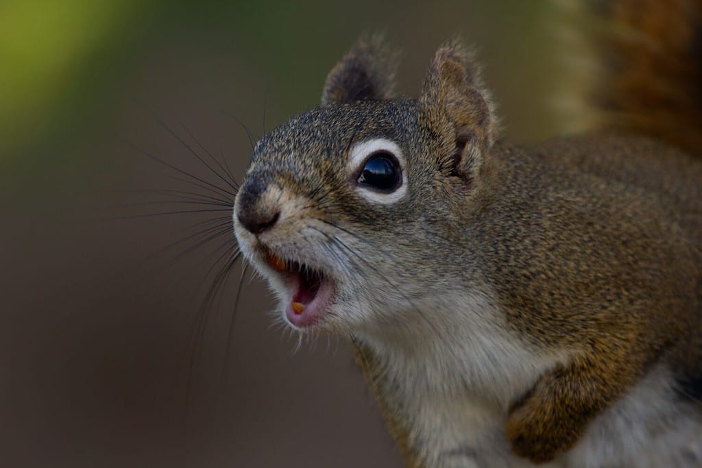 Portrait of American red squirrel screeching by its alarm call in the wild in summer.