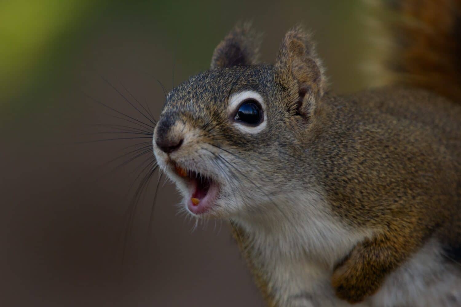 doug up squirrel