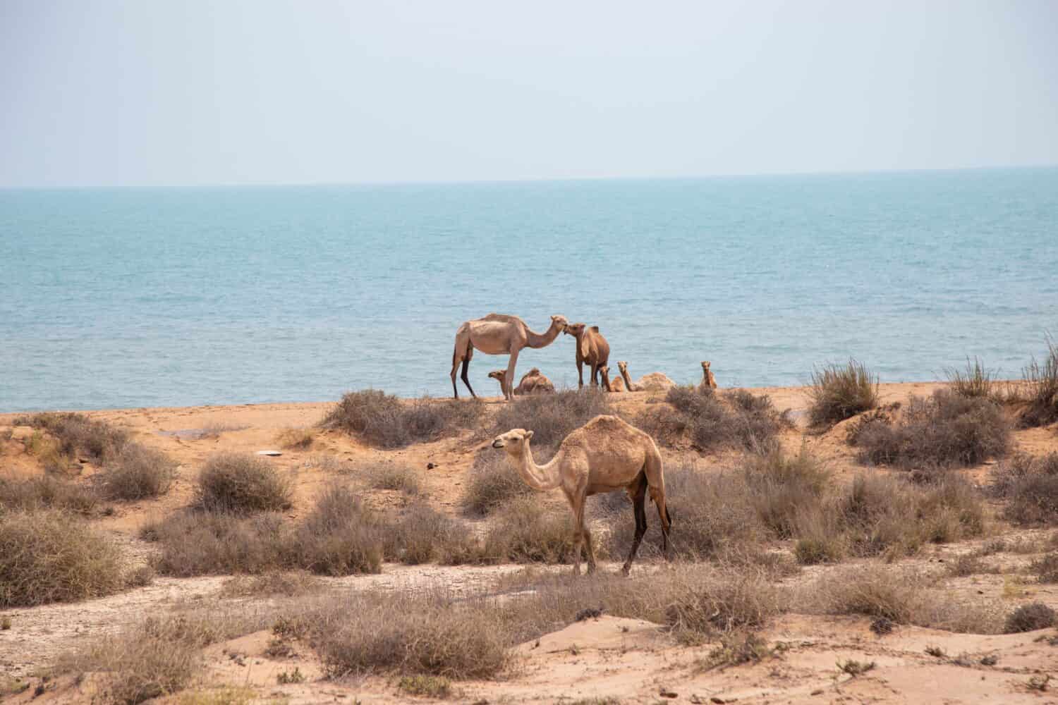 Camels on the beach - Persian gulf