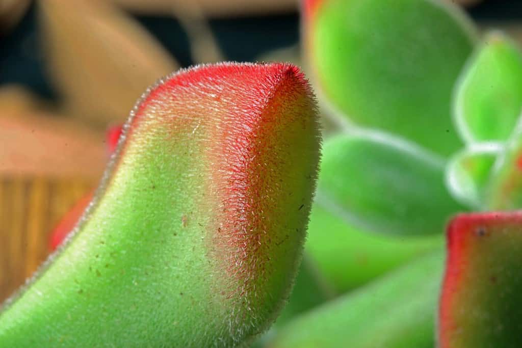 VELVETY SURFACE OF RED AND GREEN PLUSH PLANT SUCCULENT LEAF
