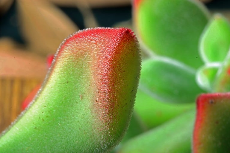 VELVETY SURFACE OF RED AND GREEN PLUSH PLANT SUCCULENT LEAF