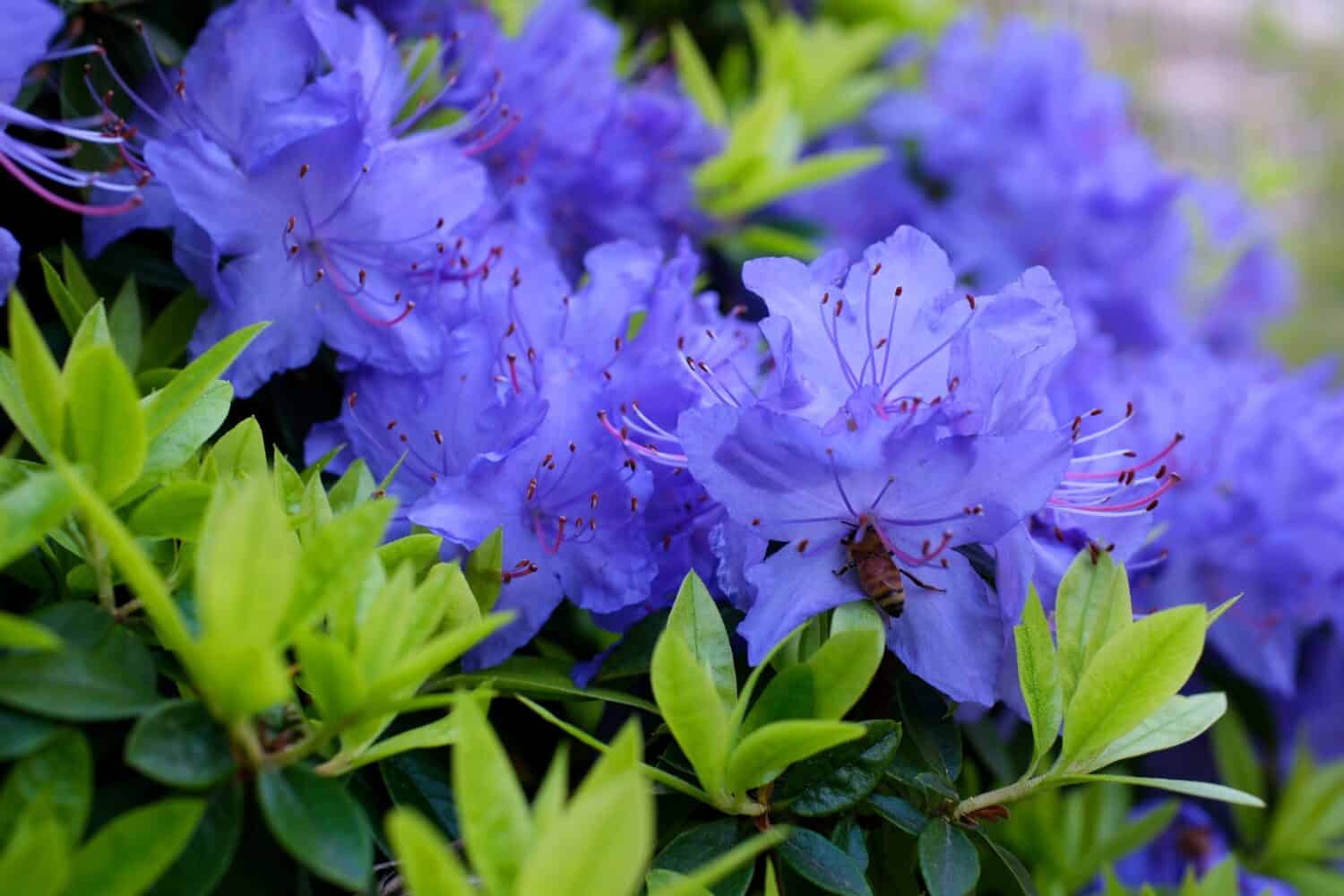 An amazing, low-growing evergreen shrub that blooms with blue flowers in the spring. It thrives in sunny areas. It is classified as a dwarf rhododendron. Very small leaves Rhododendron blue diamond