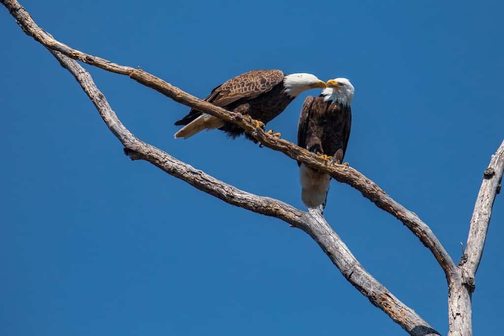 Pair of Bald Eagles Perched in a Bare Tree Chatter