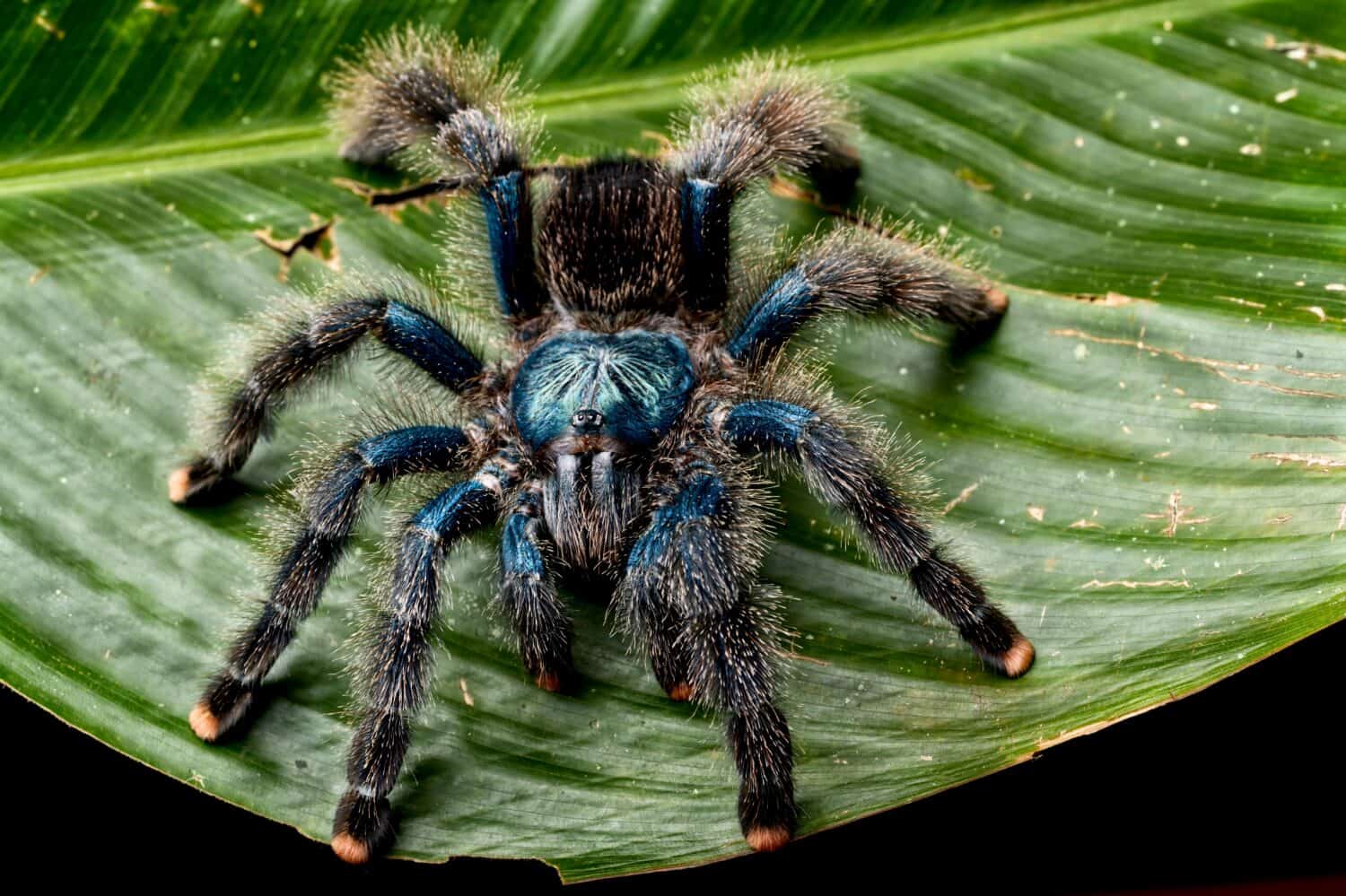 The Pinktoe tarantula (Avicularia avicularia)