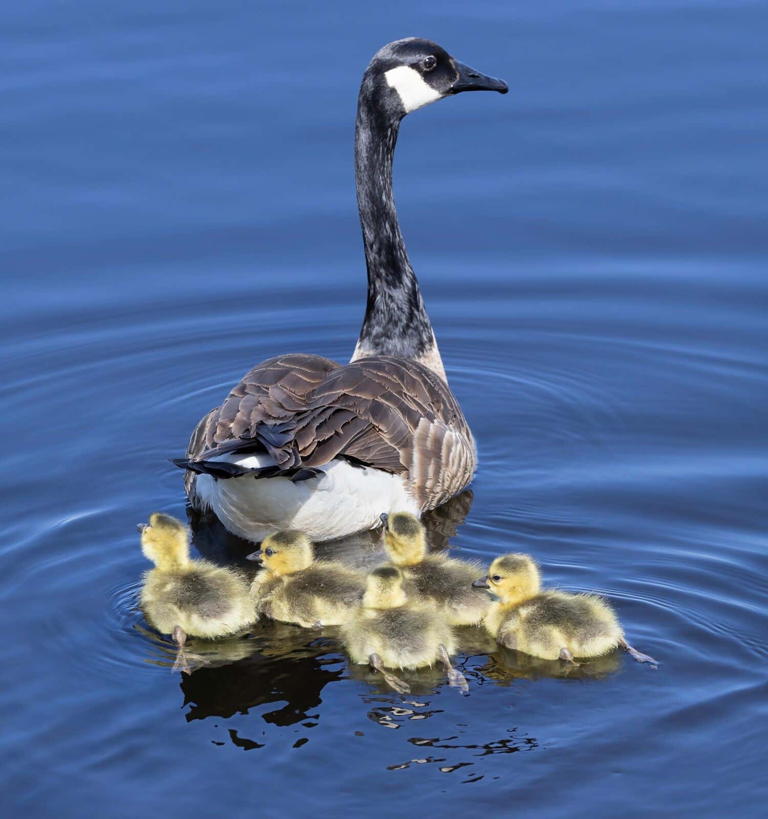 A Canada Goose with her goslings swimming in a river in spring in Canada