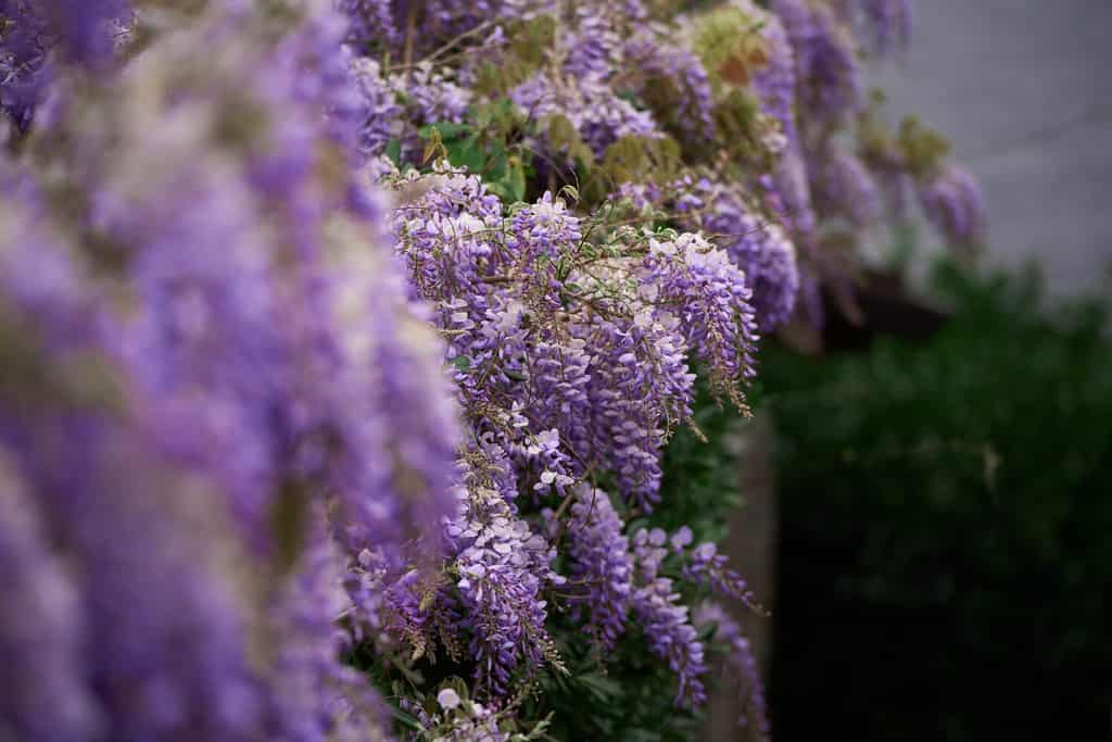 Blooming violet Wisteria Sinensis. Purple-flowered trees in Italy. Blue Chinese wisteria is a species of flowering plant in the pea and Fabaceae family.
