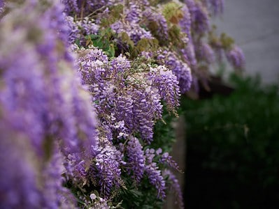A The 20 Best Dwarf Flowering Trees to Spruce Up Any Yard