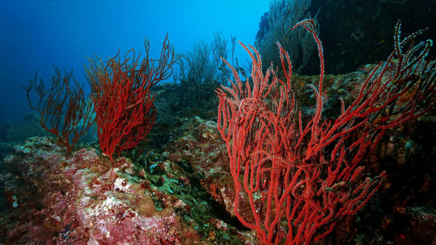 Underwater landscape with fire corals. 