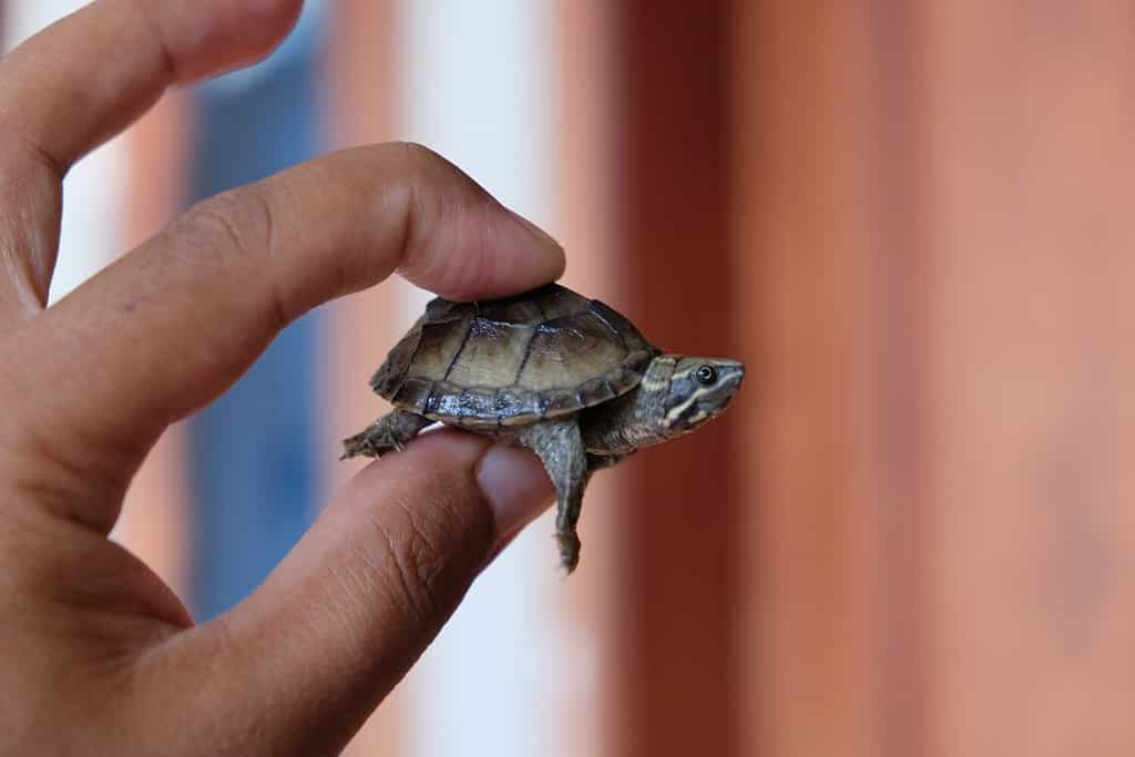 the stinkpot turtle or common musk turtle ( Sternotherus odoratus ) one of smallest turtle on earth finger comparison