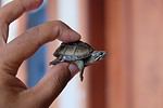 Musk Turtle: Lifespan, Size, and How to Care for One - A-Z Animals