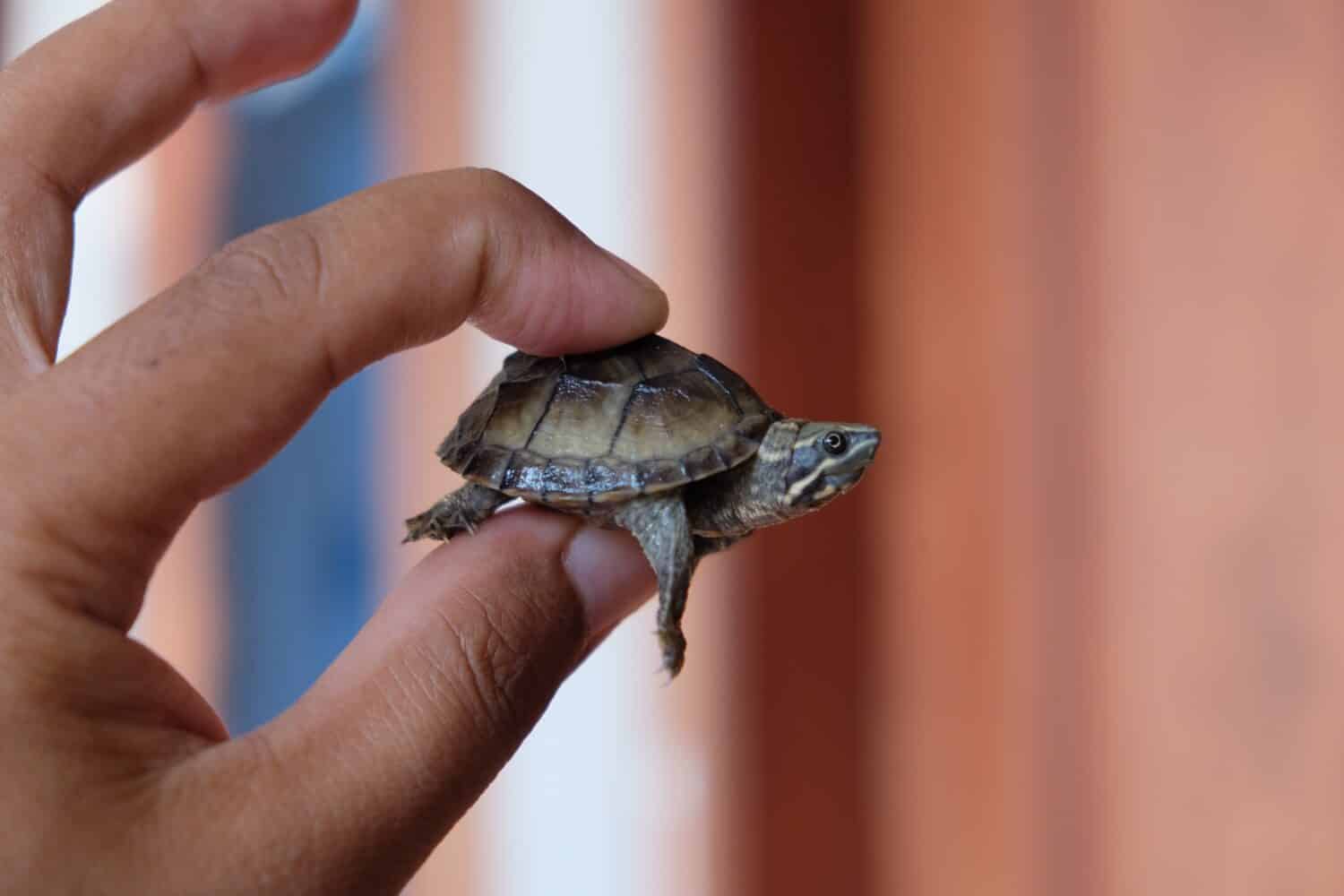 the stinkpot turtle or common musk turtle ( Sternotherus odoratus ) one of smallest turtle on earth finger comparison