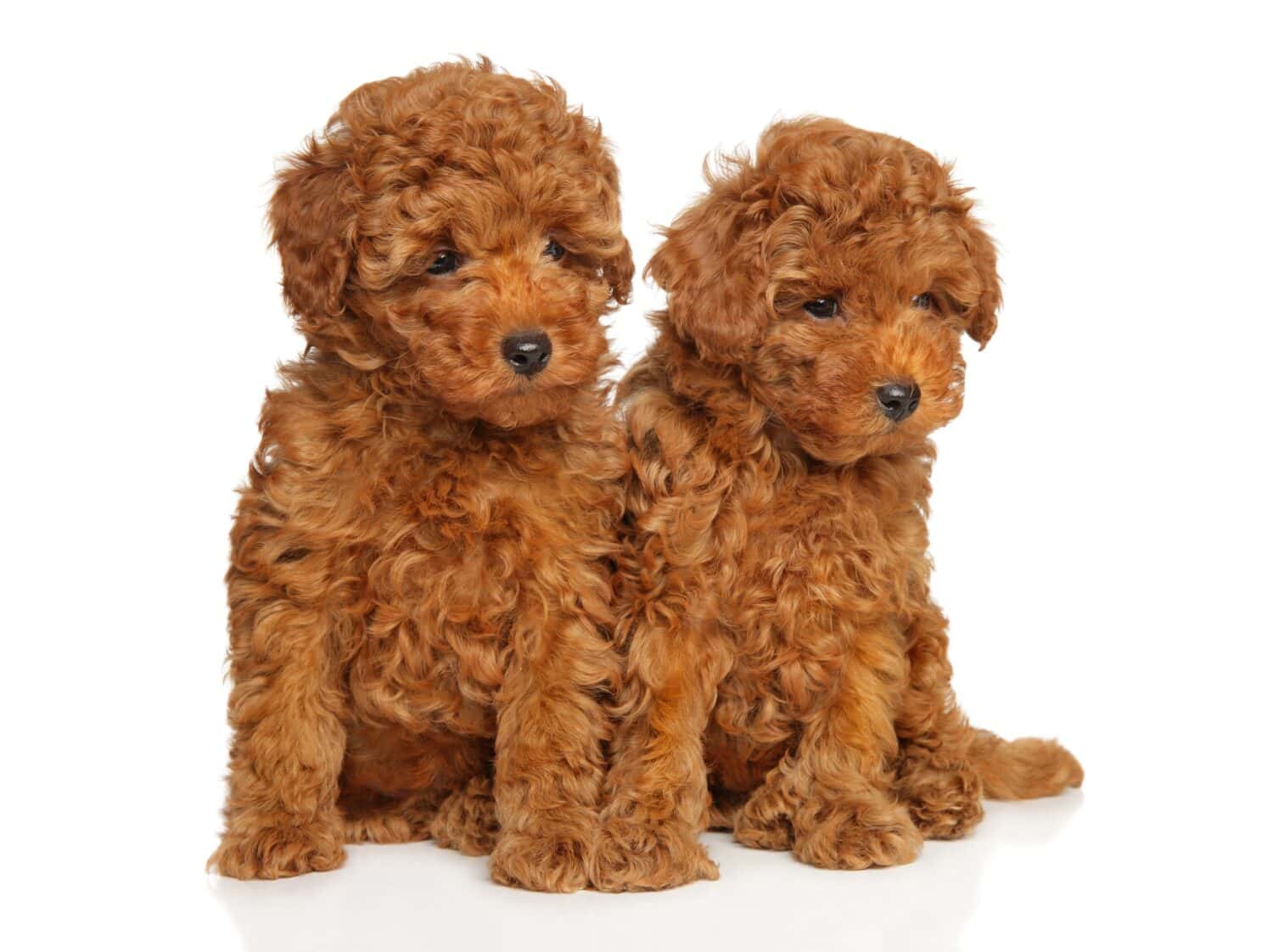 Portrait of two toy poodle puppies sitting on a white background
