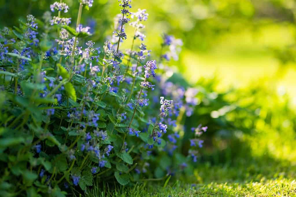 Catnip flowers (Nepeta cataria) blossoming in a garden on sunny summer day. Beauty in nature.