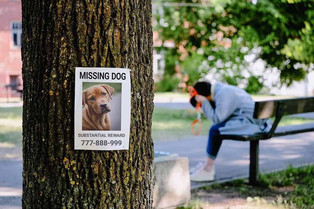 There is a missing dog notice on a tree. in the background, a heartbroken dog owner mourns while sitting on a bench.