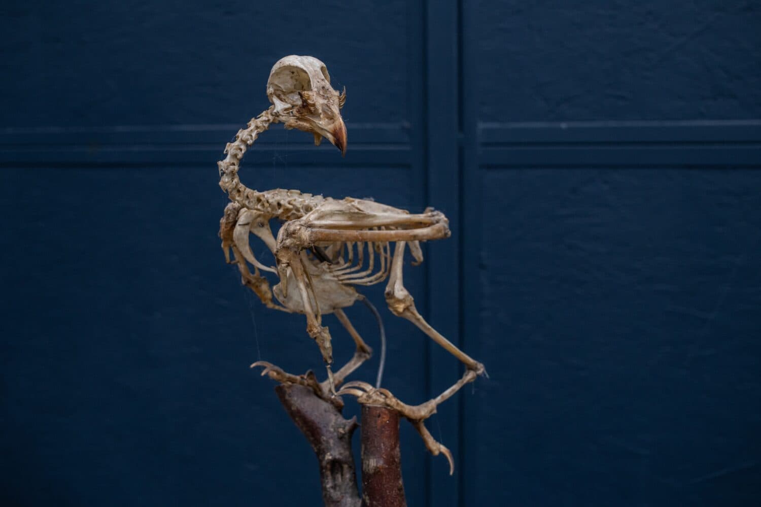 Montagu's harrier bird skeleton on display, sitting on a branch