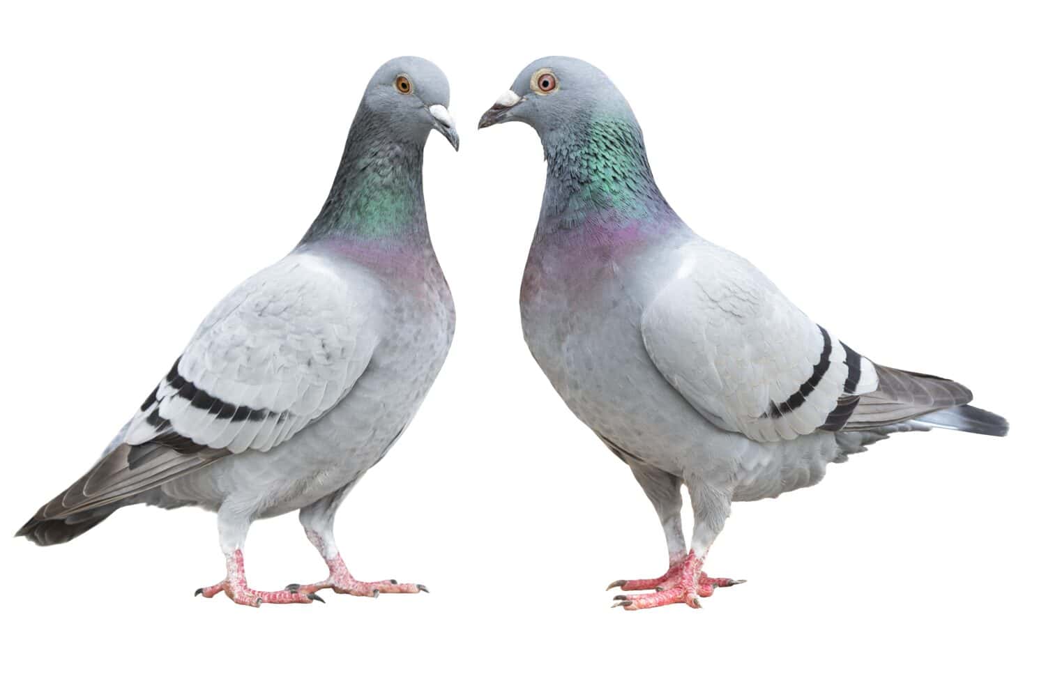 two blue bar homing pigeon isolate on white background