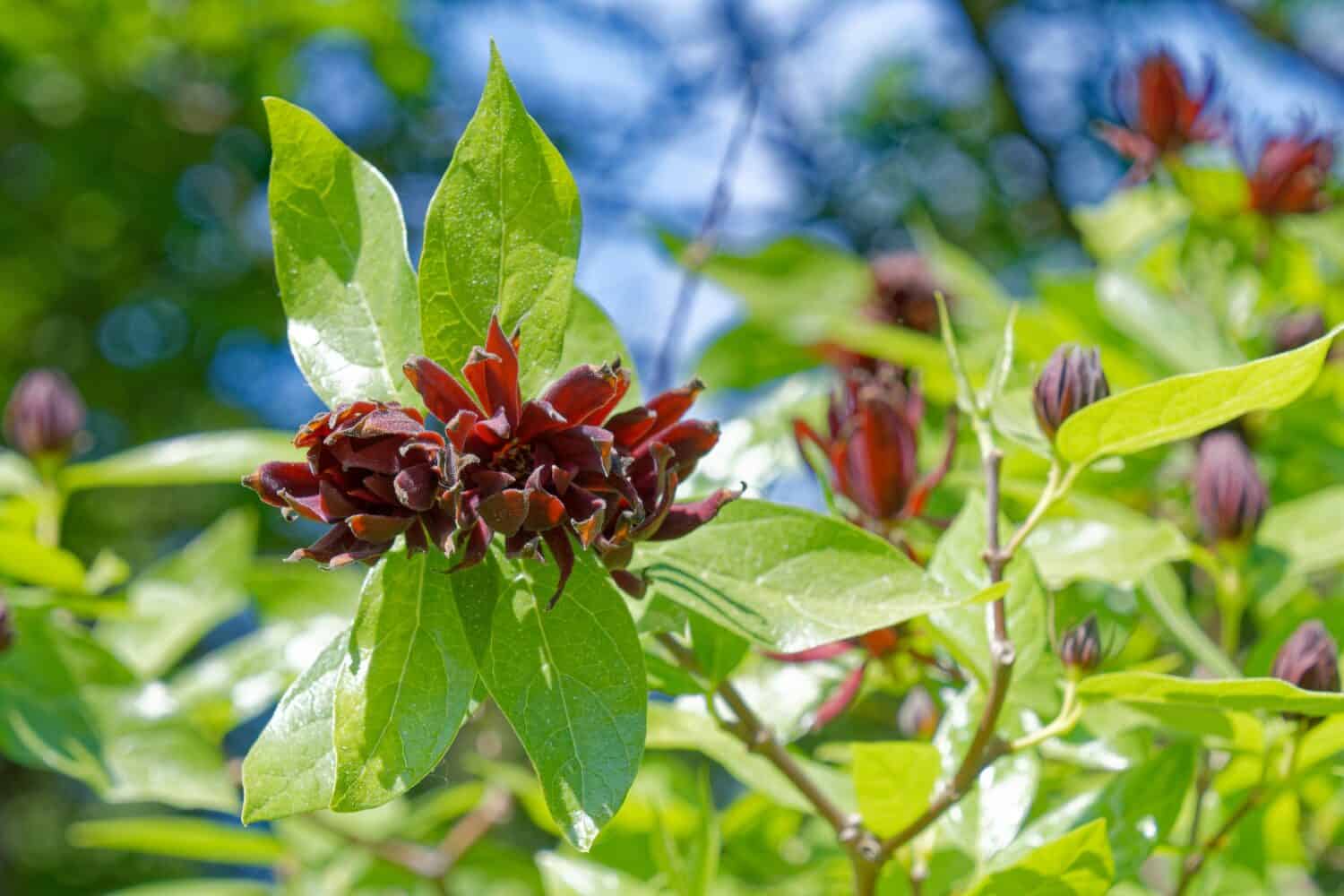 Calycanthus occidentalis is a shrub with red flowers