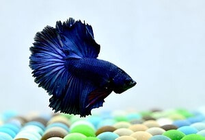 Betta Fish Eggs: Hatching Time, Appearance, and How Many Babies to Expect Picture