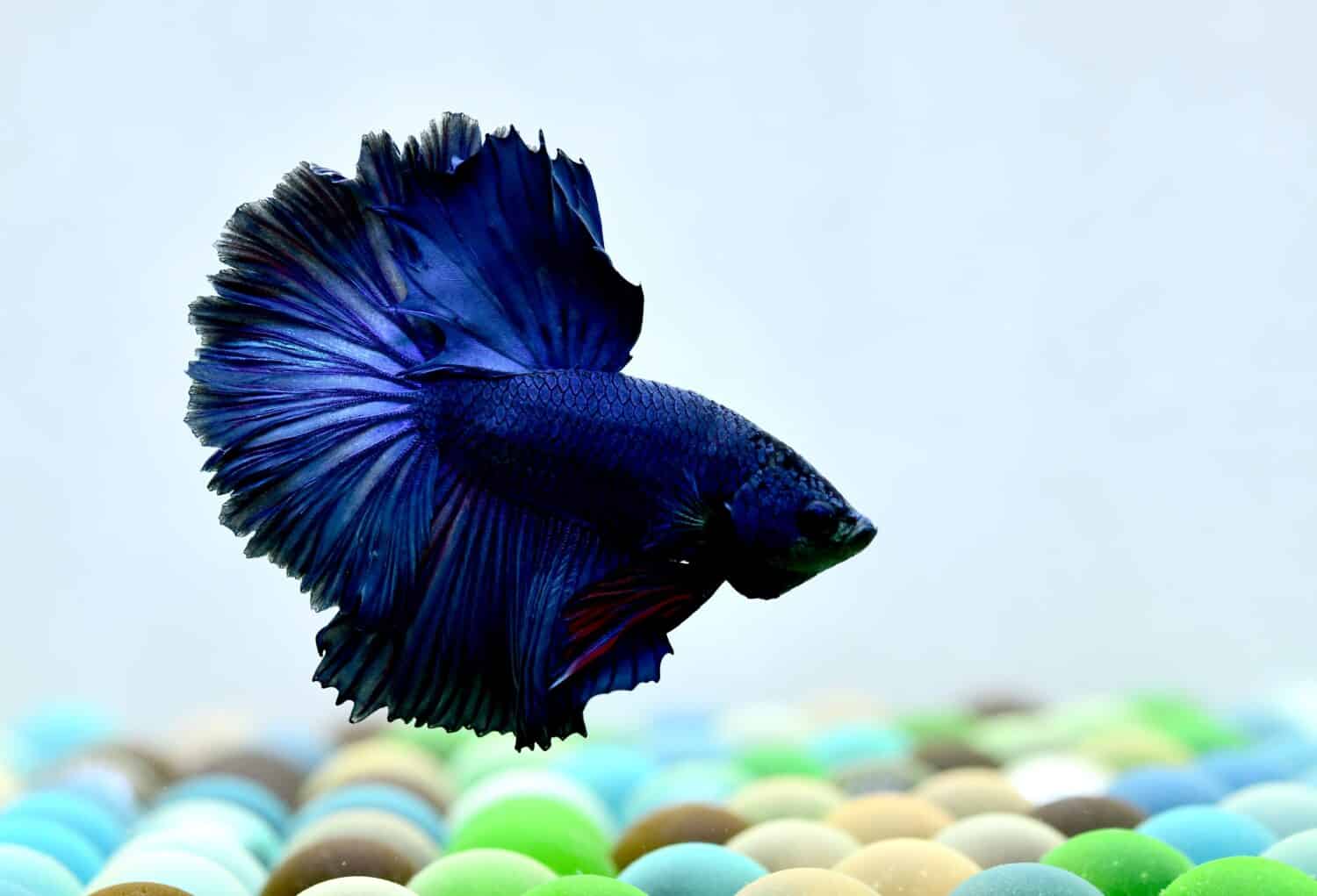 Betta Fish Eggs: Hatching Time, Appearance, and How Many Babies to
