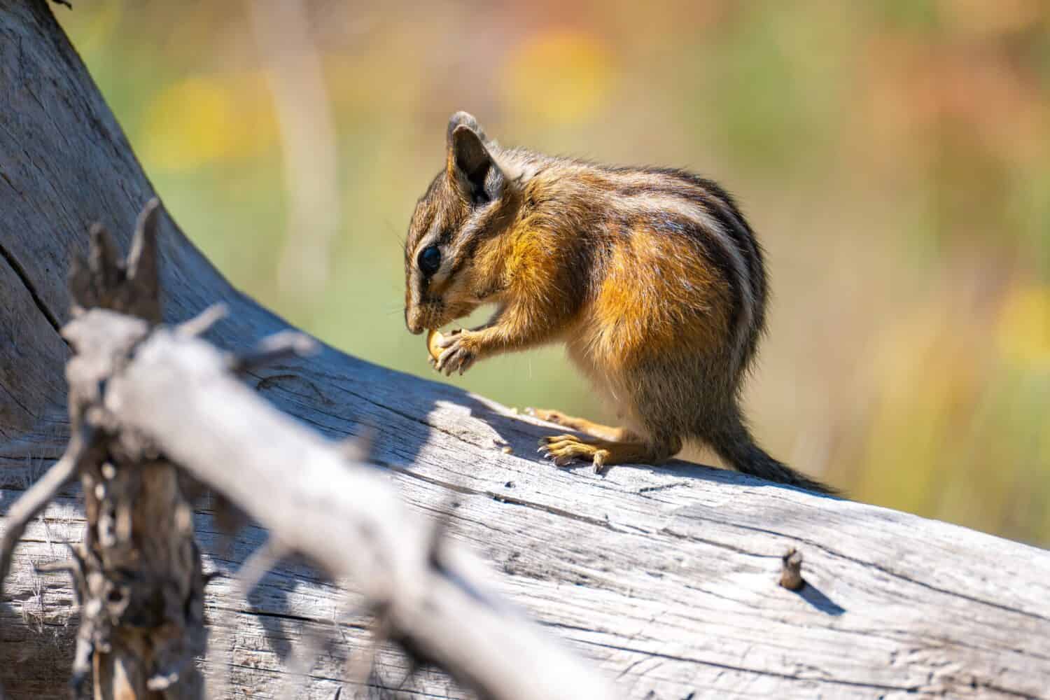 Yellow-pine chipmunk (Tamias amoenus) sitting on a tree log and eating a nut, Yellowstone National Park.