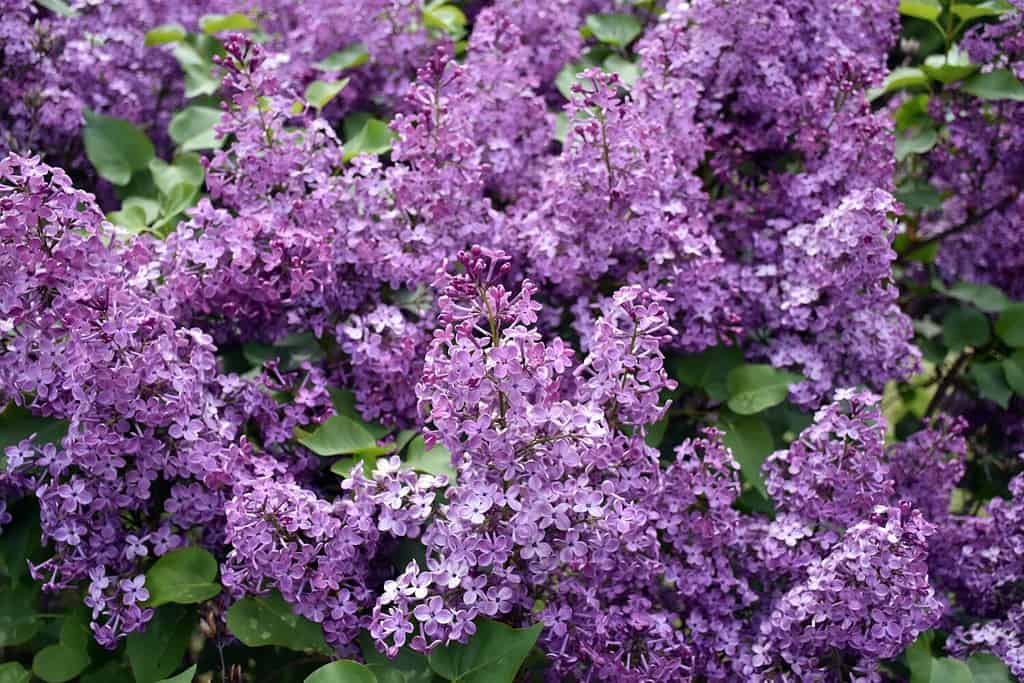 Purple flowers of the dwarf Korean lilac shrub Syringa meyeri blooming in spring, a good choice for a colourful hedge.