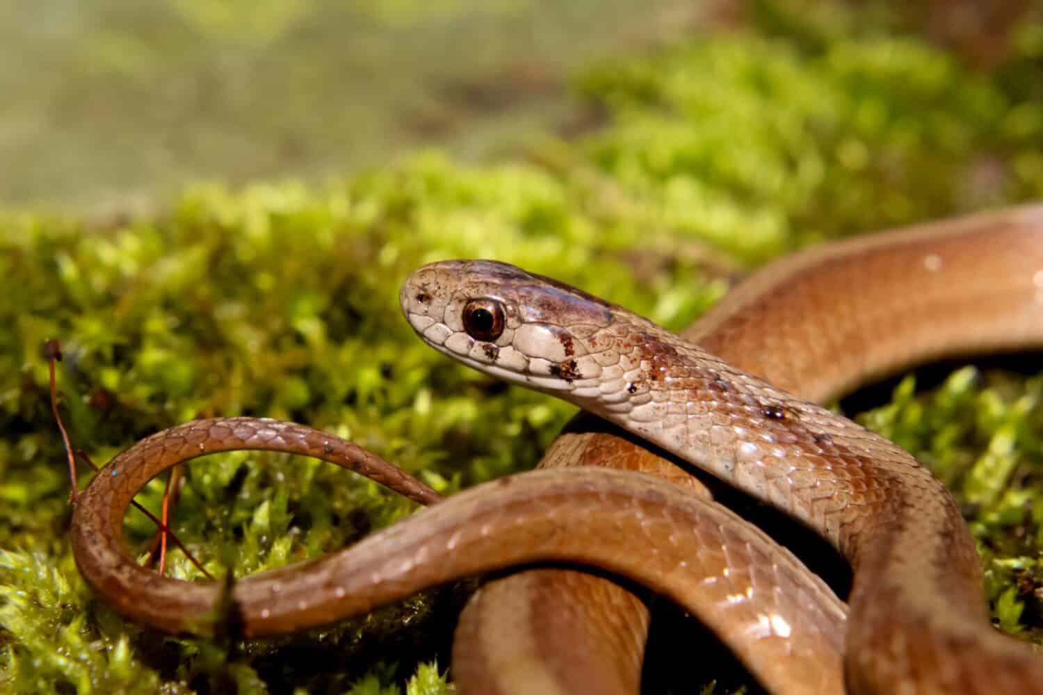 a dekay's brown snake on green moss, they are non venomous, scientific name Storeria dekayi