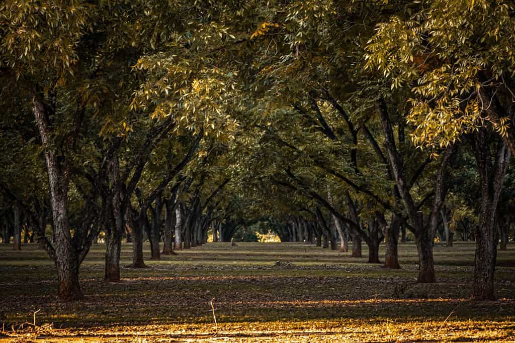 beautiful view through Pecan orchard in autumn in Perry, Georgia