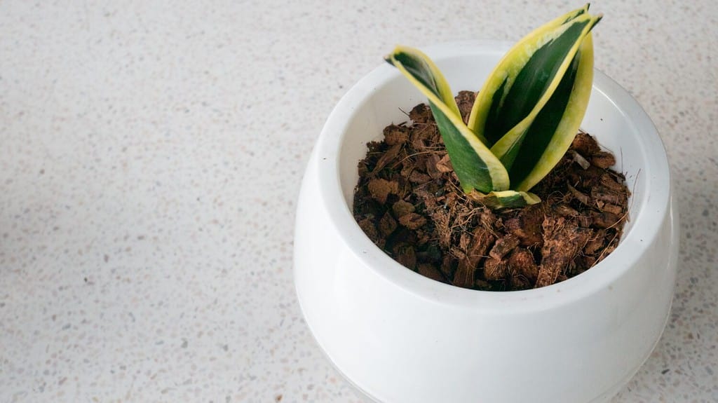 young growing snake plant in a white plastic pot.