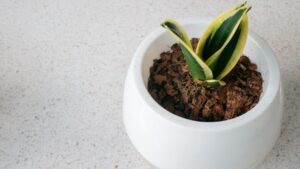 Are Snake Plants Really Toxic to Dogs? (7 Great Alternatives) Picture