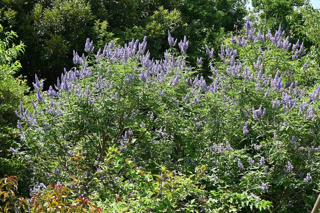Chaste tree ( Vitex agnus-castus ) flowers. Lamiaceae deciduous shrub. Pale purple lip-shaped flowers bloom in spikes from summer to autumn.