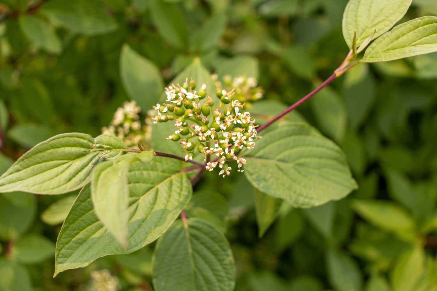 Close up of green flower berries on cornus dogwood tree - blurred background