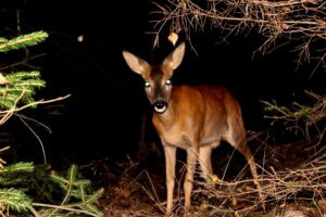 See This Deer’s Terrifying Midnight Encounter With an Alligator in the Woods photo