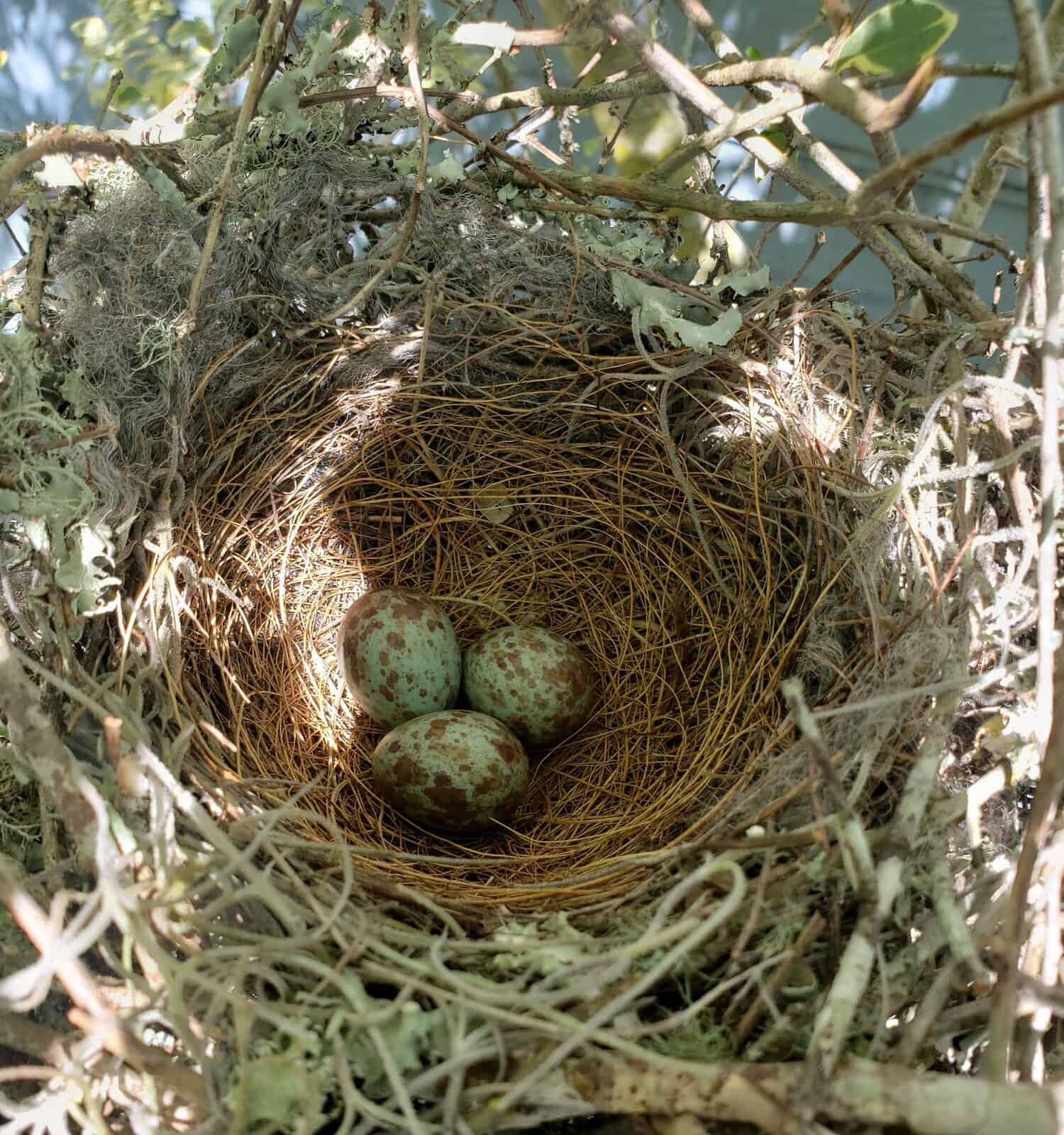 Mockingbird eggs waiting to hatch in the spring.