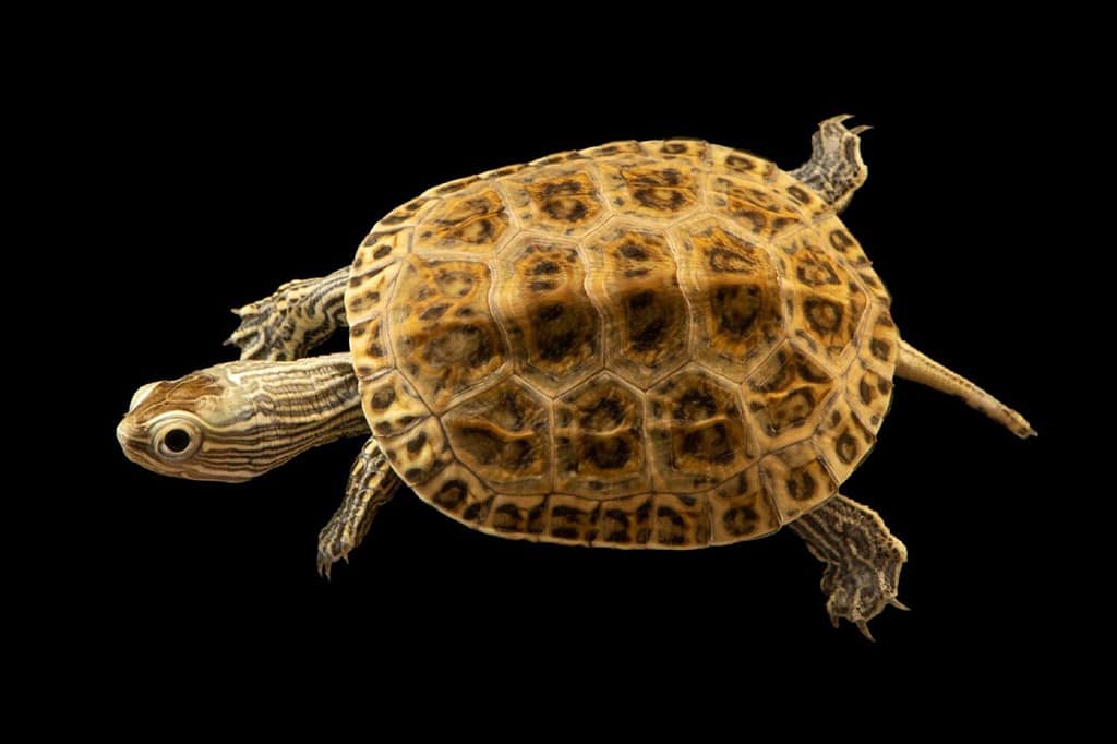 A Caspian turtle and black background