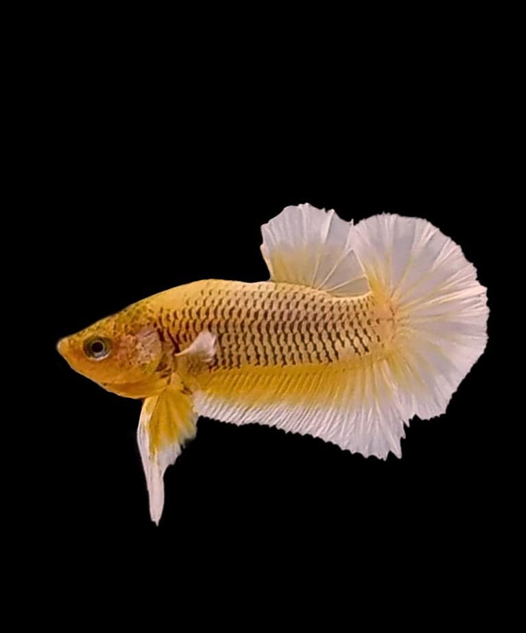 Pineapple Halfmoon Plakat Betta Fish with Black Background