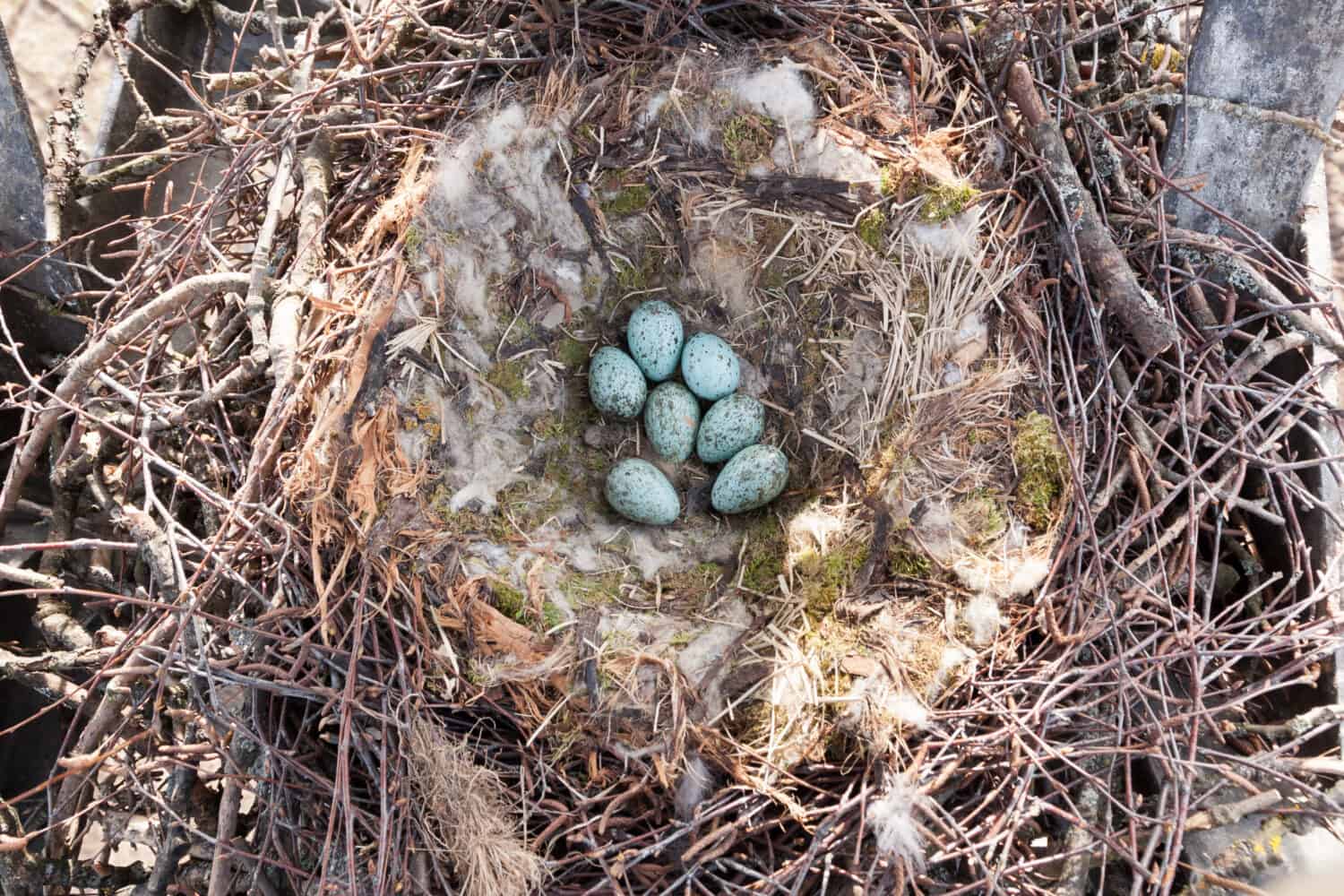 Nest of the Corvus corax, Common Raven in the Nature