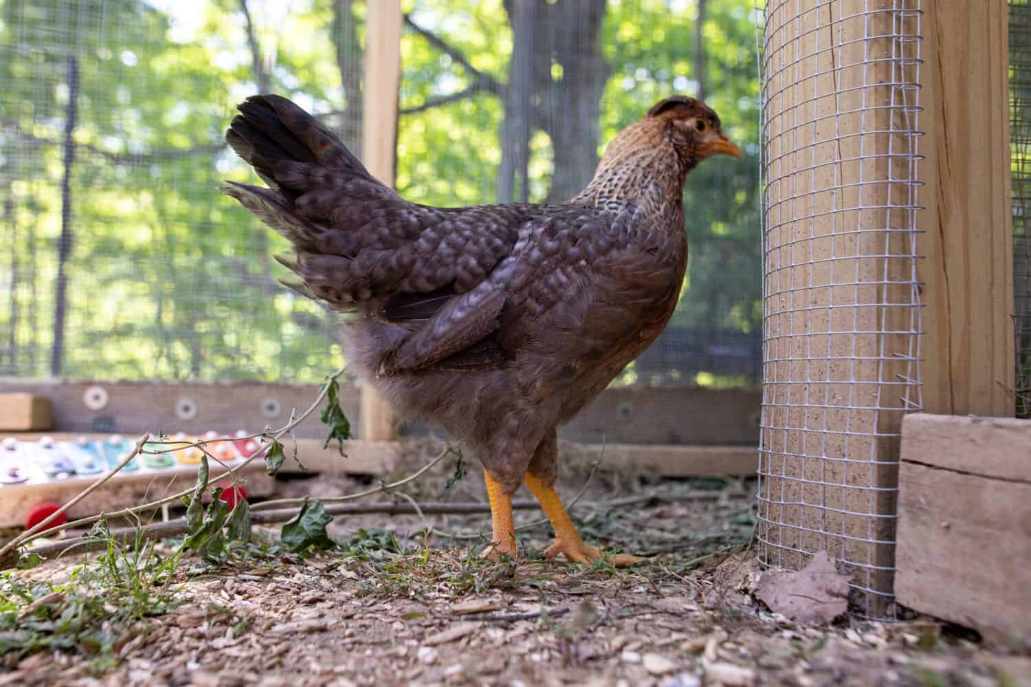 Backyard Chicken Cream Legbar Bird