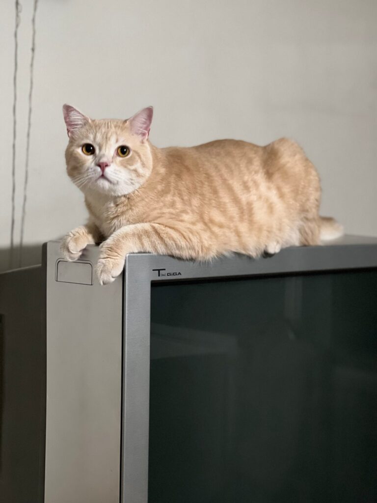 Super cute cream tabby cat on tv