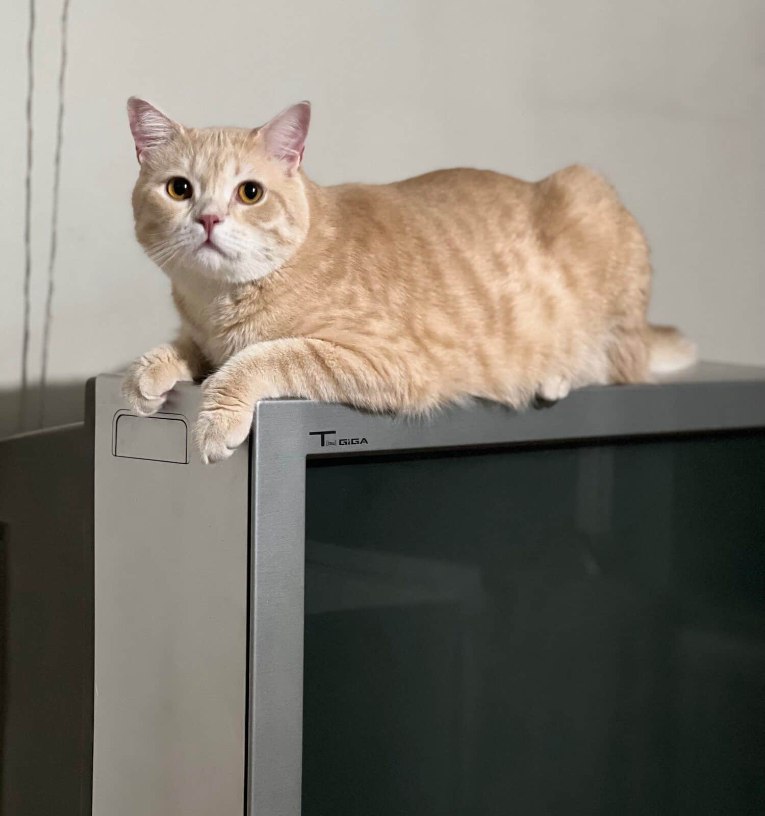 Super cute cream tabby cat on tv